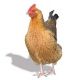 Poultry