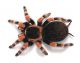 Exotic Pets