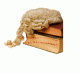 Barristers